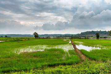 Reisfelder am Mekong
