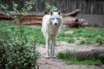 Obraz premium White Polar Wolf in Zoo of Berlin