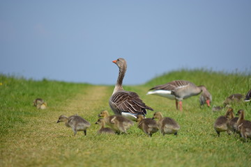 Gänse