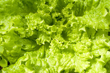 texture background of green leaves salad lettuce.
