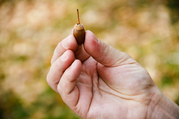 Acorns of oak tree
