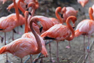 group of pink flamingos