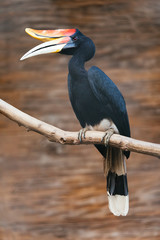 toucan sits on a branch
