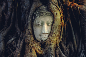 Buddha Head in Tree Roots