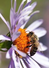 bee or honeybee in Latin Apis Mellifera on flower