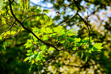 Oak Leaves