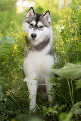 Beautiful dog Siberian Husky