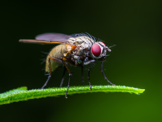 Exotic Drosophila Fruit Fly Diptera Insect on Green Grass