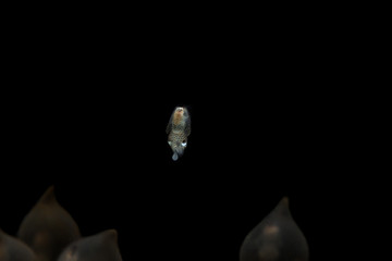 Eggs of cuttle fish in salt water