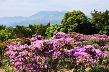ミヤマキリシマ
