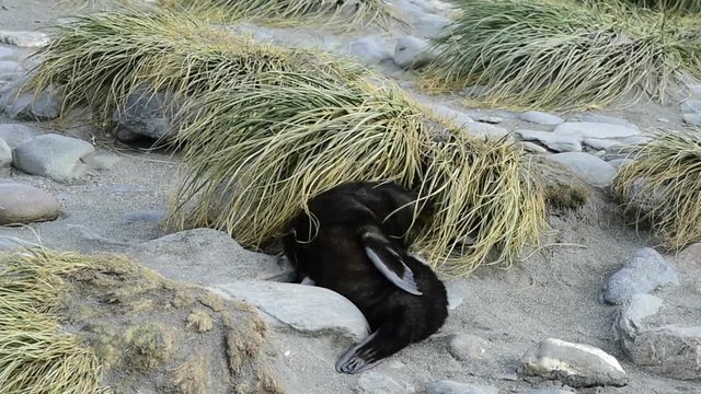 Antarctic fur seal pup close