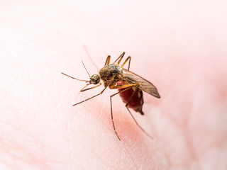 Yellow Fever, Malaria or Zika Virus Infected Mosquito Insect Macro
