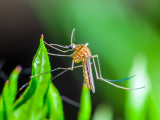 Yellow Fever, Malaria or Zika Virus Infected Mosquito Insect Macro on Green Background
