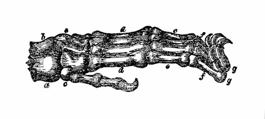 Bones and claws of lion's paw (from Das Heller-Magazin, April 5, 1834)
