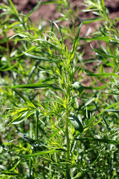 green grass tarragon growing in the garden