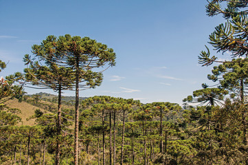 View of treetops in the middle of a pine forest in Horto Florestal, near Campos do Jordao, a city famous for its mountain and hiking tourism. Located in the São Paulo State, southwestern Brazil