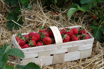 Basket full of ripe red strawberries on a background of hay