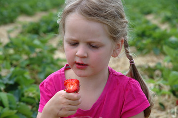 A girl in pink clothes gathers a ripe strawberry on the field and tastes it