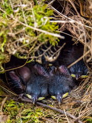Baby bird in Nest Sleeping, Newborn Birds