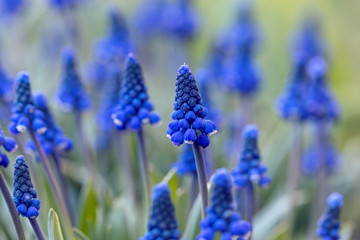 Image with hyacinths.