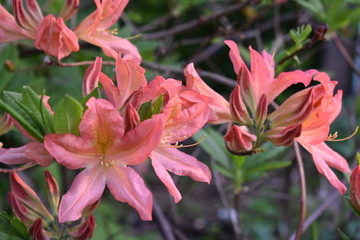 coral rhododendron blooming in the garden on a soft blurry background of leaves and twigs