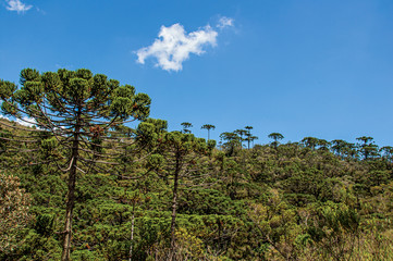 Fototapeta na wymiar View of treetops in the middle of a pine forest in Horto Florestal, near Campos do Jordao, a city famous for its mountain and hiking tourism. Located in the São Paulo State, southwestern Brazil