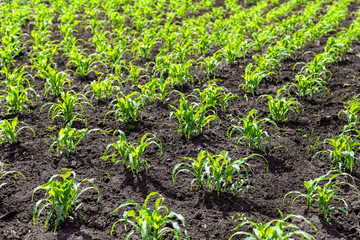 Fat soil with rows of young green corn  plants. Fertile ground with growing organic maise . Cereal agricultural industry concept