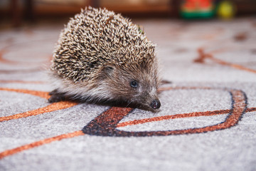 Ёж в гостях © Aleksei