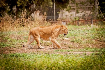 Single lioness walking in the wild in the Ramat Gan Safari. The Zoological Center Tel Aviv-Ramat Gan has a large collection of wildlife in human care.