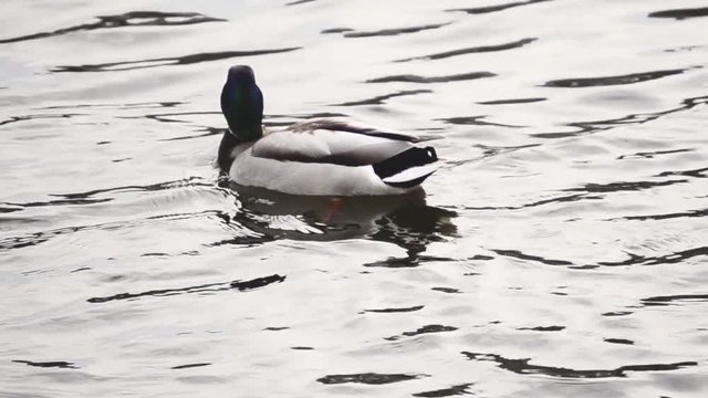 The duck floats on the water