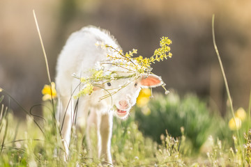 Easter Lamb