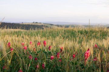 Red flowers in tuscany countryside near Siena