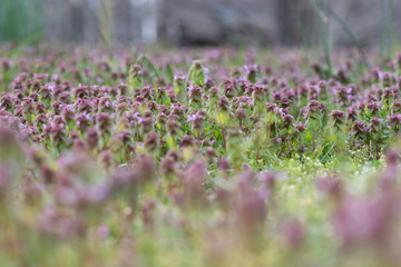 FIELD OF PURPLE CLOVER DIGITAL BACKGROUND