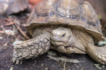 Giant Asian Pond Turtle