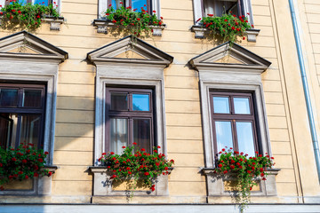 Fototapeta na wymiar three wooden house window with beautiful red flowers in a pot closeup