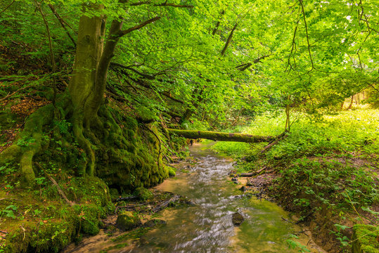 a forest stream in the park, a tree covered with moss, a beautiful landscape
