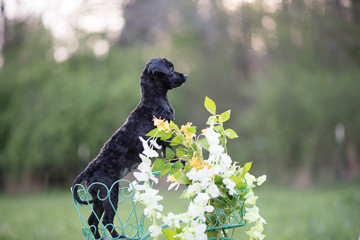 Black Maltipoo in the Spring on Bicycle 