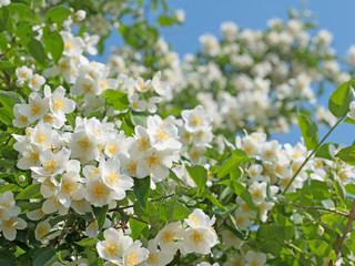 Blühender Pfeifenstrauch, Philadelphus coronarius