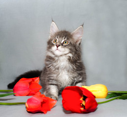 Gray small kitten of Maine Coon color tabby with four colorful tulips on a gray background