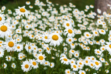 Fototapeta premium Schönes Feld mit Gänseblümchen. Verschwommene abstrakte Sommerwiese mit leuchtenden Blüten auf einem Bauernhof.