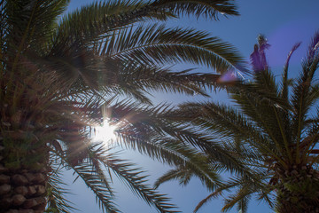 Fototapeta na wymiar Palm trees with sun shining through