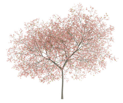 flowering peach tree isolated on white background
