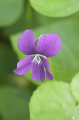 Viola palustris (marsh violet)