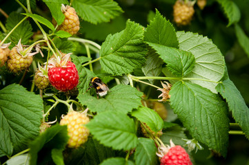 Raspberries on plant with a bee.