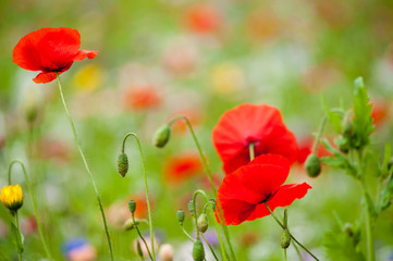 Obraz premium Dzikie Flowes latem