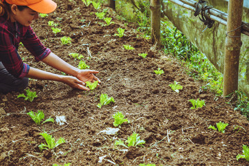 gardener woman asian. Caring for Vegetable salads Frilly Iceberg In the garden at the nursery.