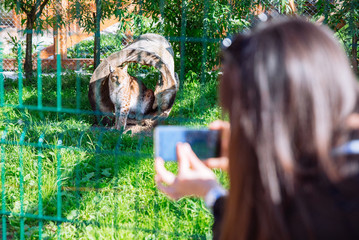 woman taking picture on phone of leopard in zoo in sunny day. hot day