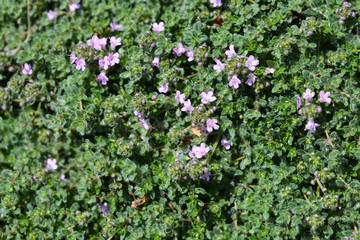 Fototapeta premium Wild thyme