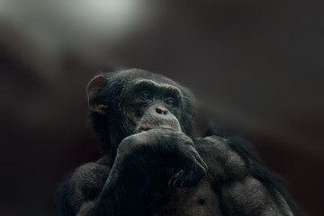 Schimpanse - Der Denker