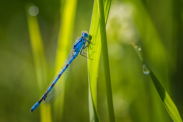 Kleine blaue Libelle im leuchtendem Grün mit Bokeh
